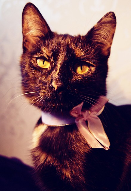 christmas luna