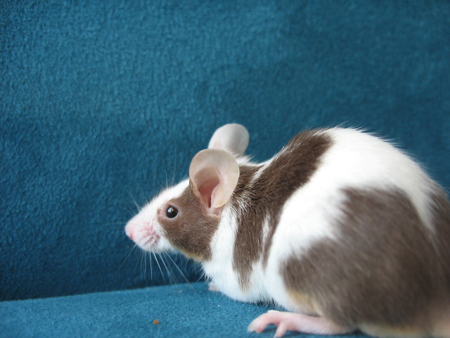 toffisia , ;D