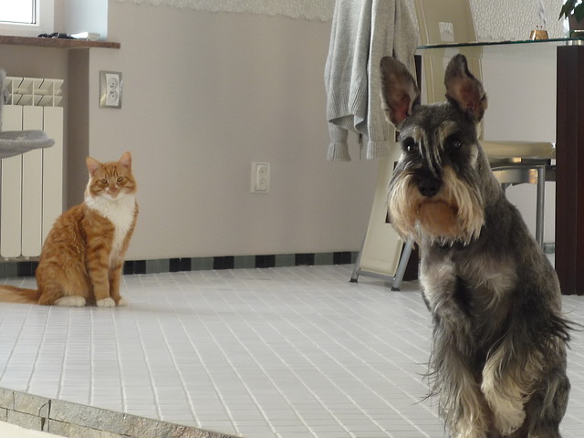 Animals ; *