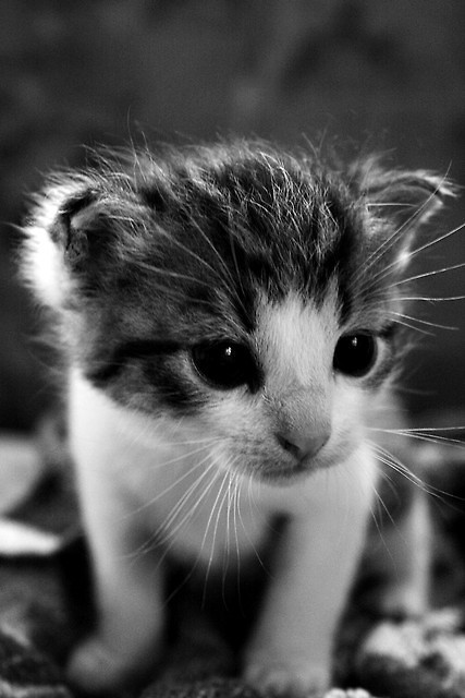 kicia.♥