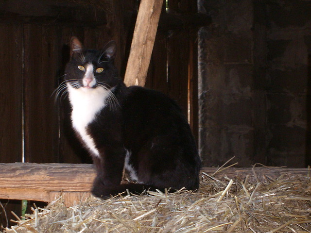 Kalkier
