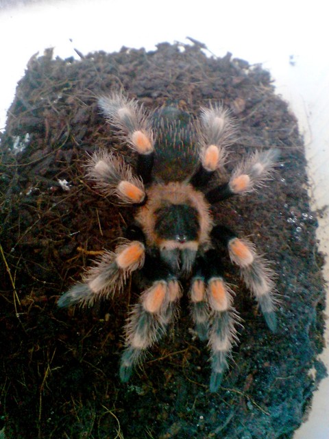 B.Smithi