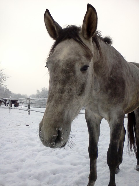Astorek!