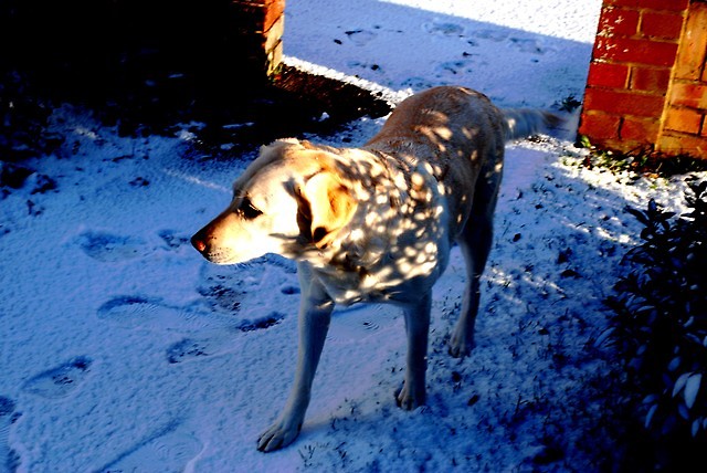 Buffi