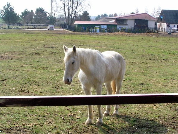 buforta=*