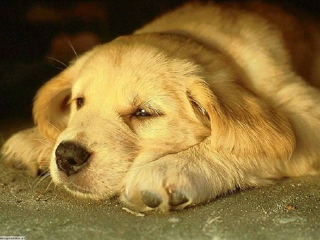 piesiu