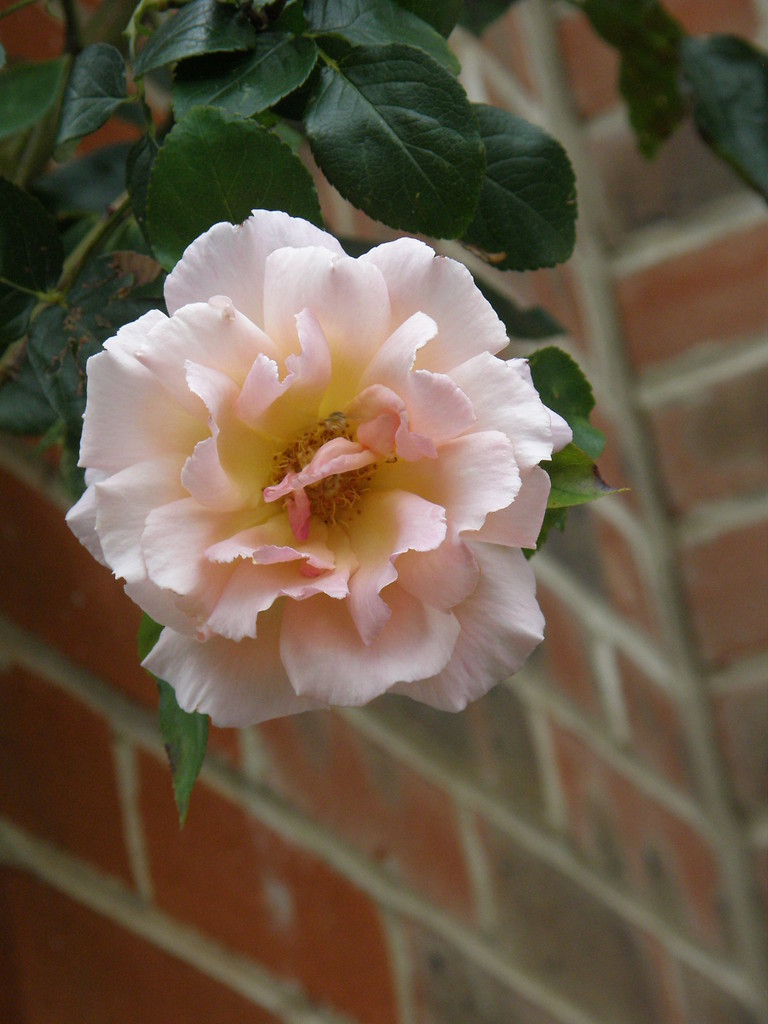 rose ;*;*;*