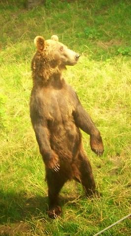 Bear...