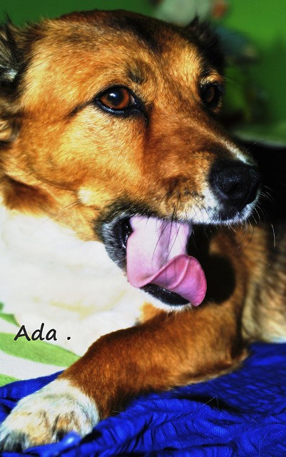 Adelajda