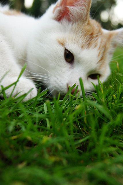 The cat dreamer 