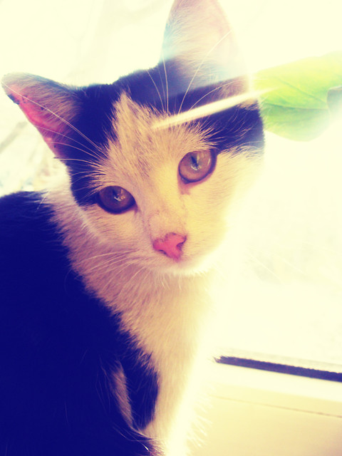 Micia.