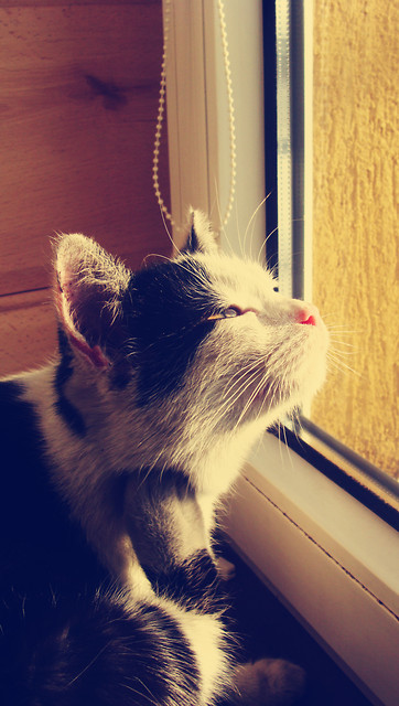Micia ;)