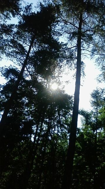 Wspomnienie lata