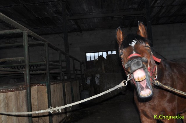 Hany. :)