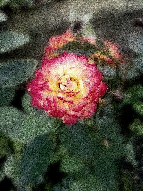 Like a rose.