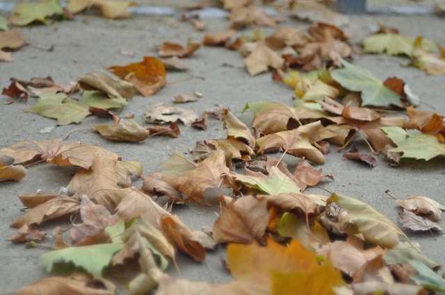 fallen leaves...
