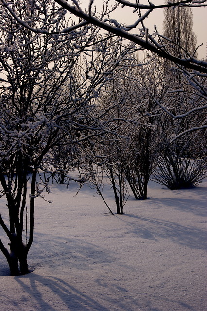 trees