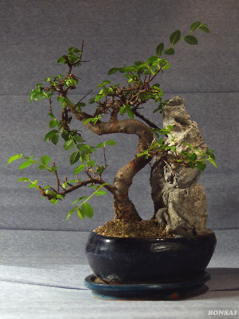Bonsai