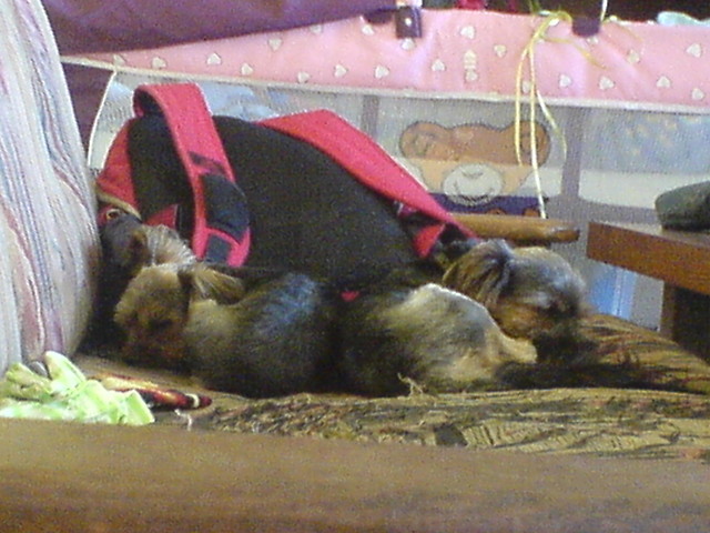 Maja i Otis
