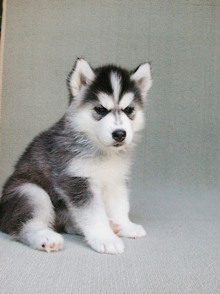 Syerian Husky