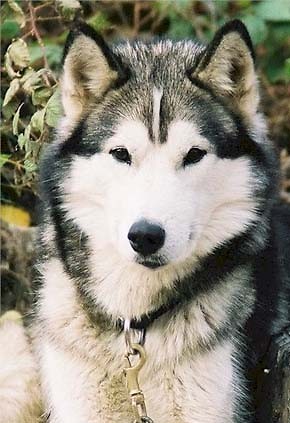 Husky;*