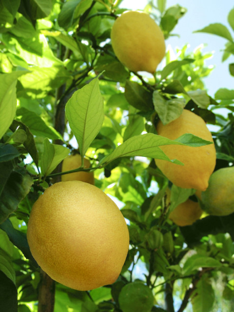 Lemon Tree