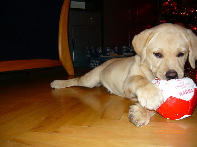 luka:*:*
