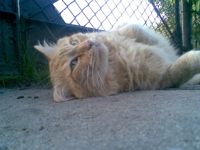 Fifi.