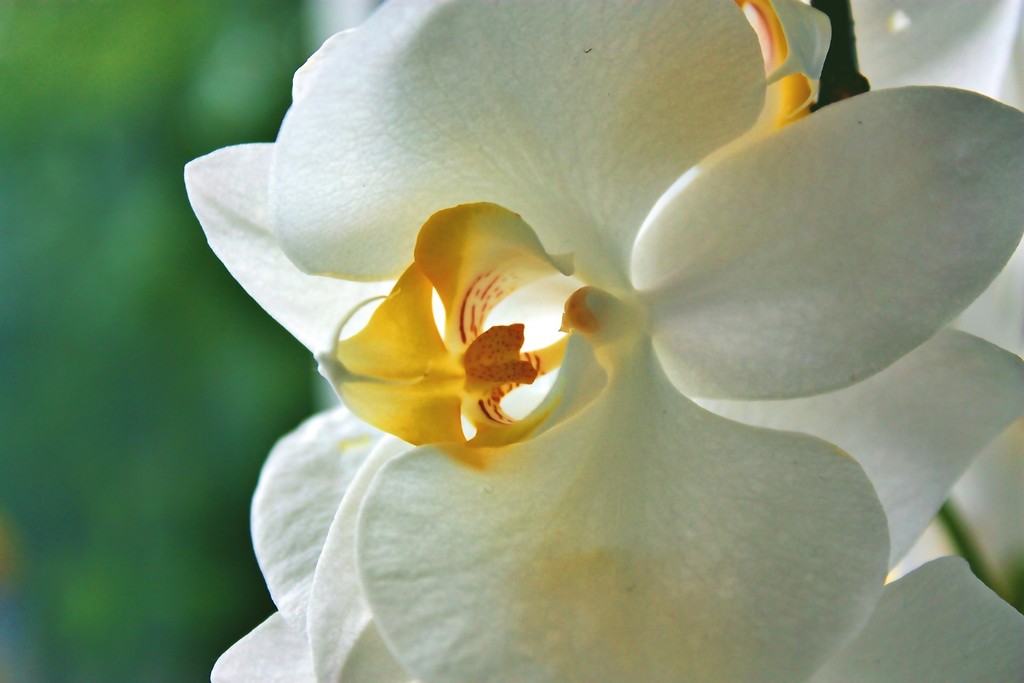 Orchidea