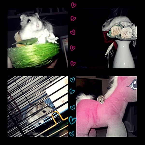 Dudusia :**