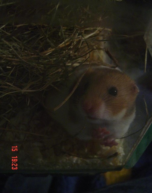 Pusia 
