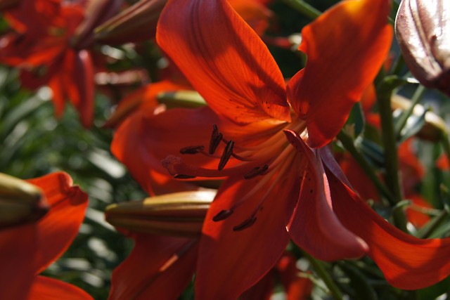 Only Red