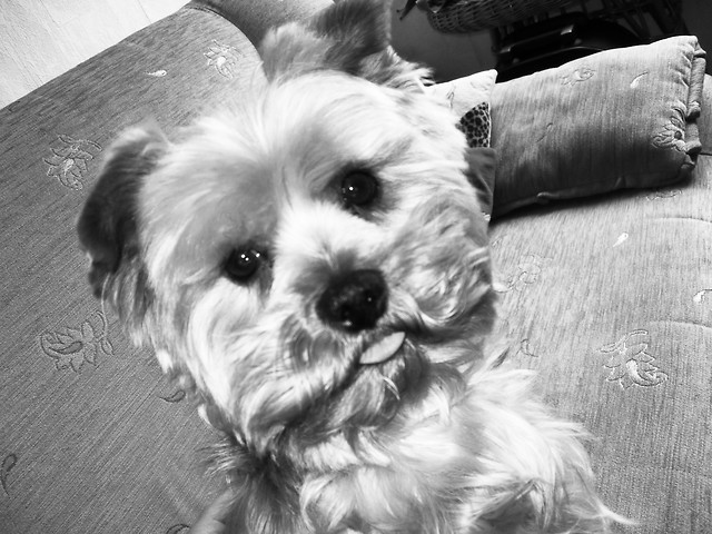 BAFI