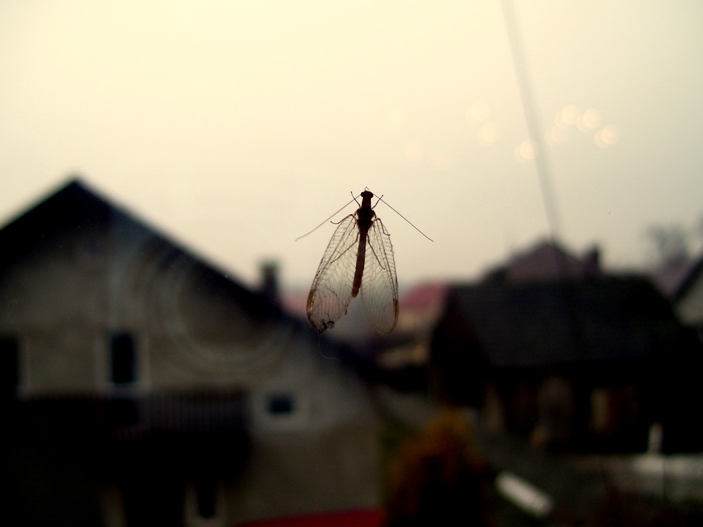 am.