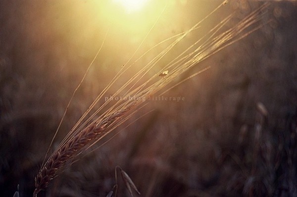 06. Sunny