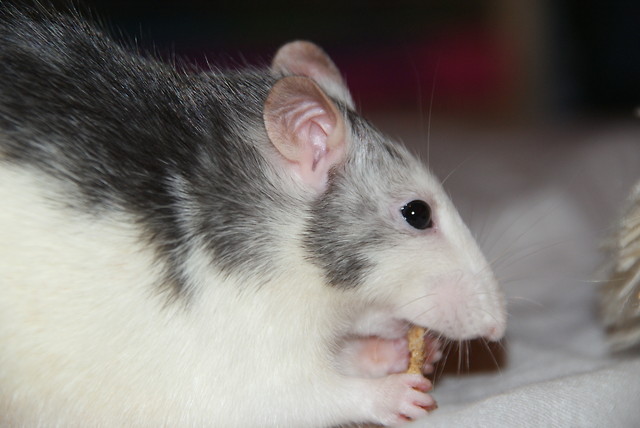 lola