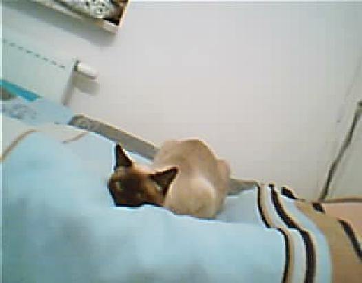 Moj kocio