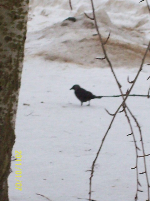 wronka 