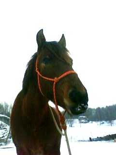 Kastor