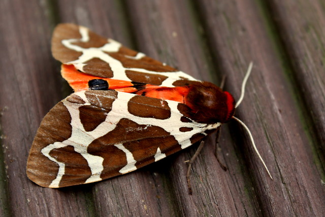 putain papillon rouge