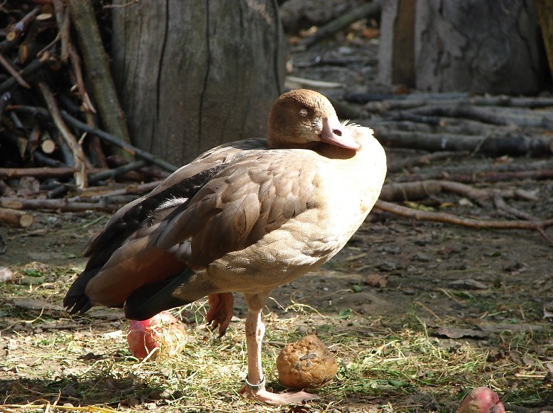G nilowa (gsiwka egipska)