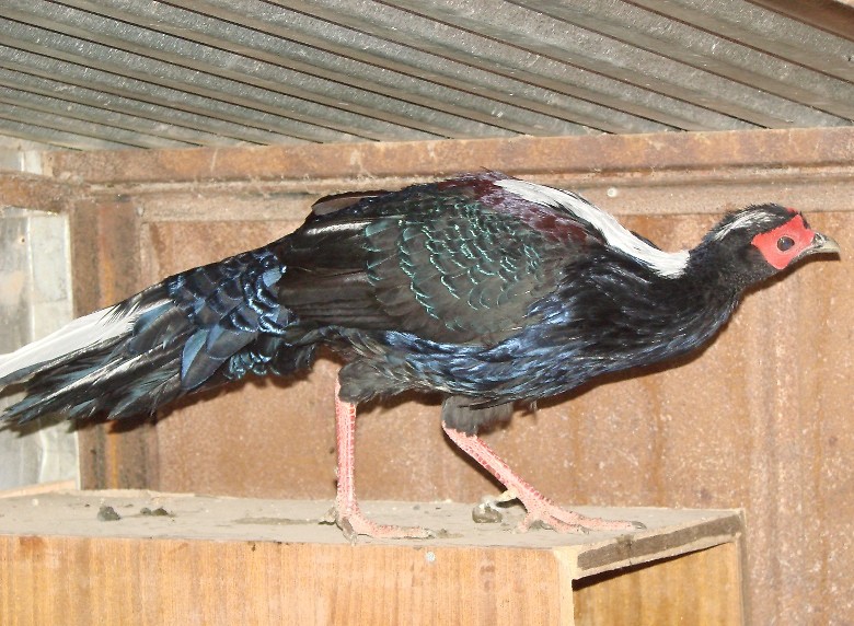 Kiciec tajwaski ( swinhoe) 