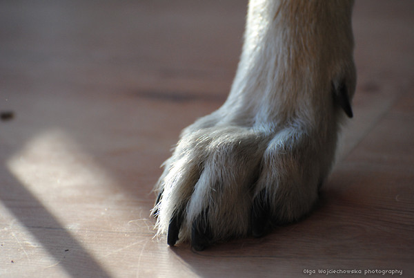 Paw