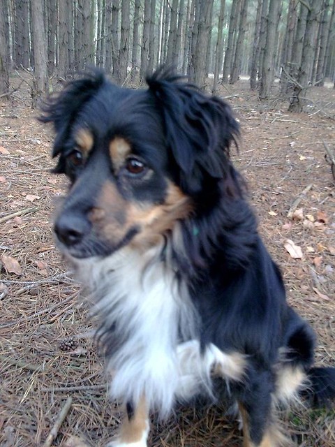 Mj kochany piesek ;) 