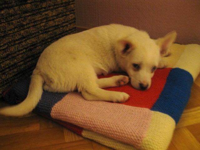 Giecik :)