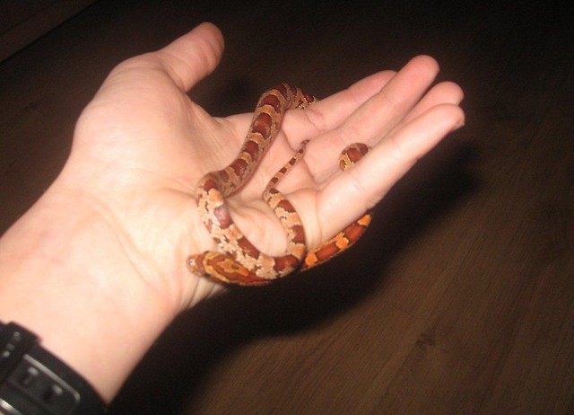 Pantherophis guttatus (W Zboo