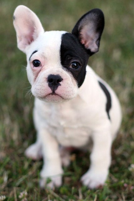 Buldog francuski.