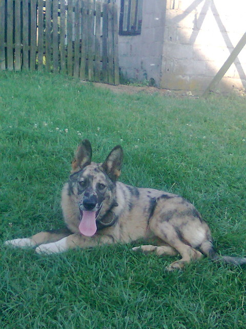 Mj piesek:)