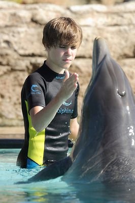 delfinek