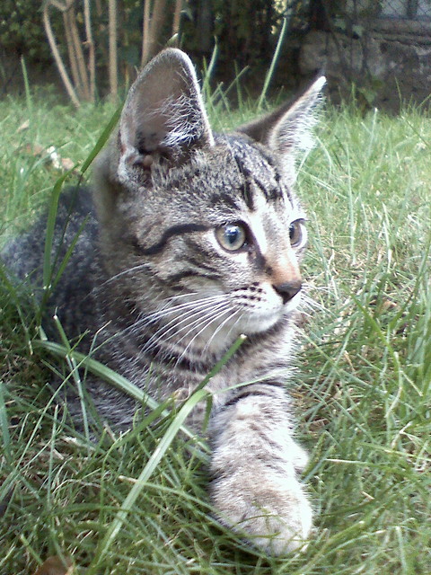 Kotek. 